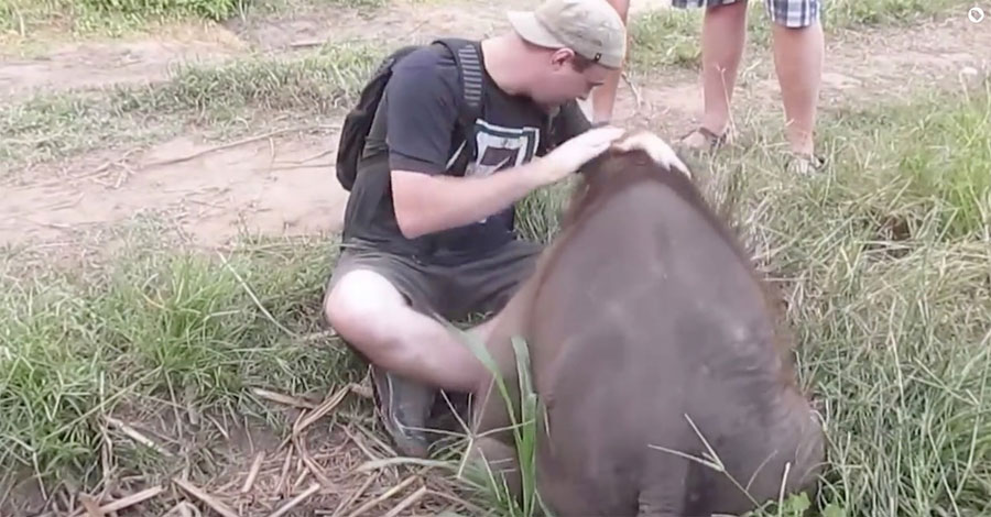 Mira la sorprendente interacción de un bebé elefante y un tipo sin miedo a ser aplastado... 1