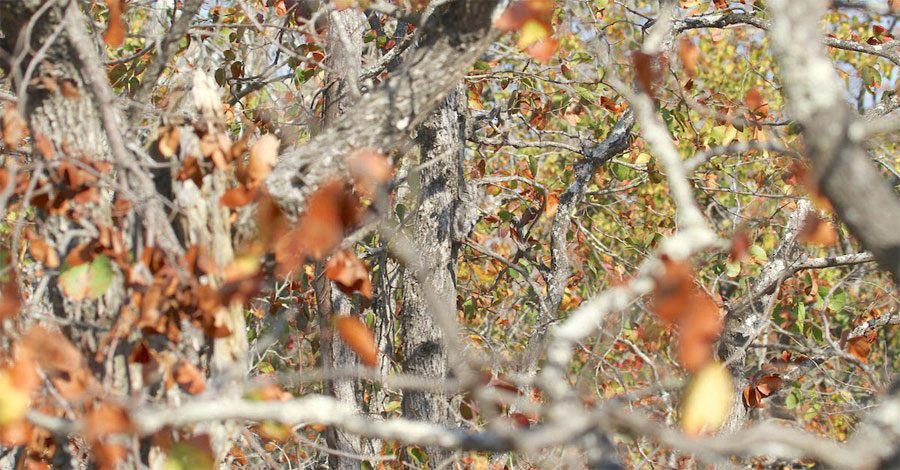 ¿Puedes encontrar al búho africano escondido entre los árboles de esta fotografía?