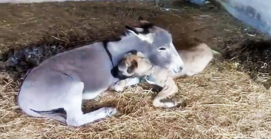 Este burro adopta a un perro discapacitado después de que otros perros no jugasen con él