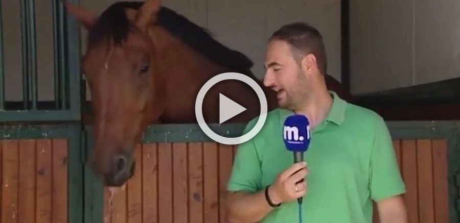 Este caballo hace imposible que este reportero de noticias puede mantener una cara seria