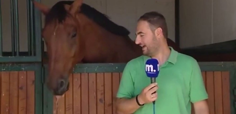 Este caballo hace imposible que este reportero de noticias puede mantener una cara seria 1