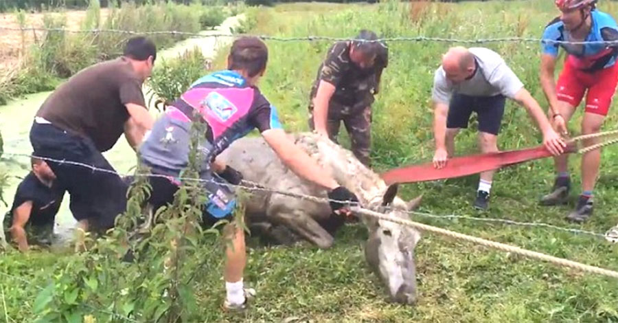 Unos ciclistas rescatan a un caballo aterrorizado momentos antes de morir ahogado