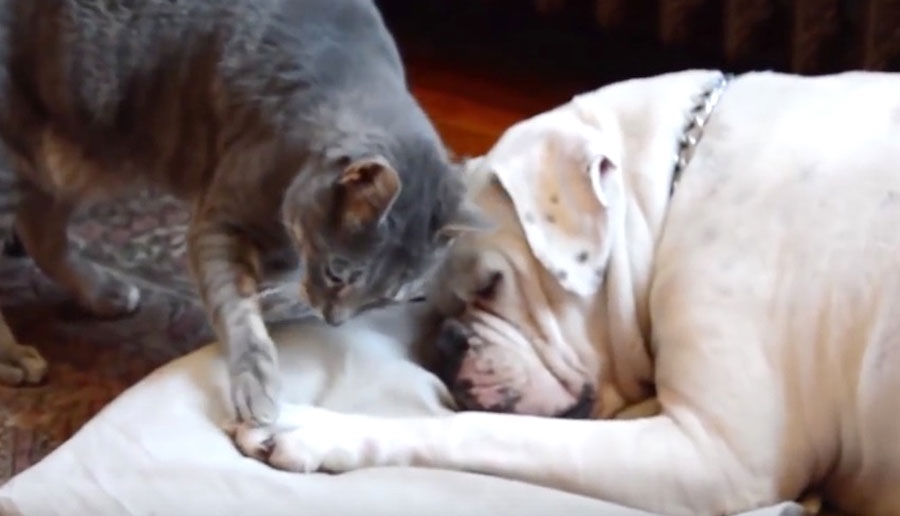 Este gato intenta despertar a su amigo perro. El final es lo más adorable que verás hoy