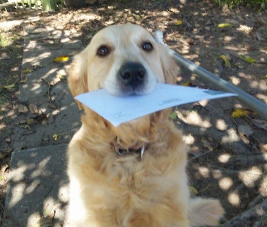 A un cartero se le ocurre una forma creativa para satisfacer a un perro cuando no hay correo