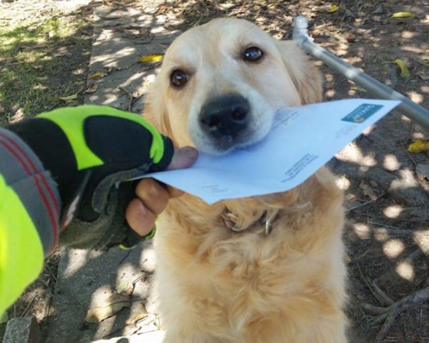 A un cartero se le ocurre una forma creativa para satisfacer a un perro cuando no hay correo