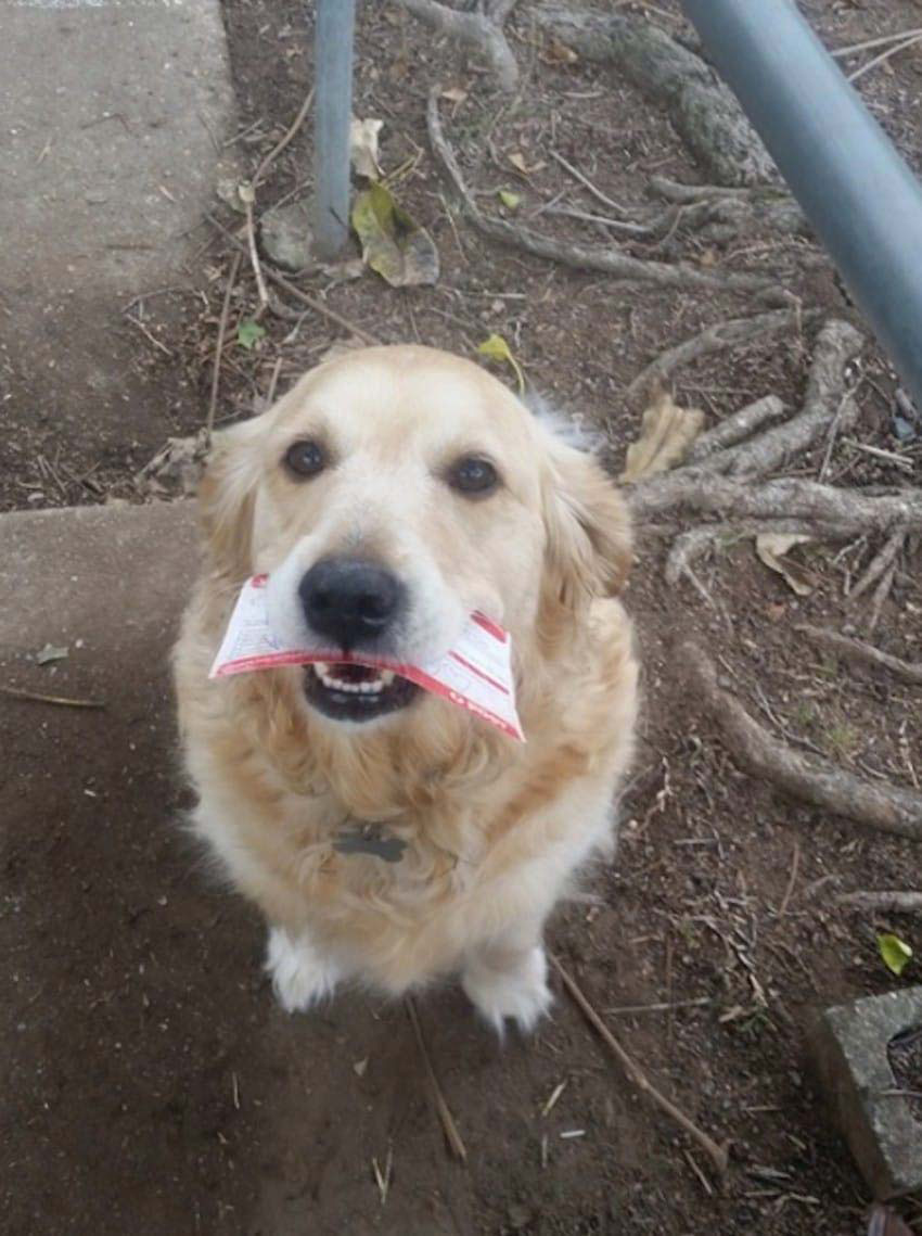 A un cartero se le ocurre una forma creativa para satisfacer a un perro cuando no hay correo