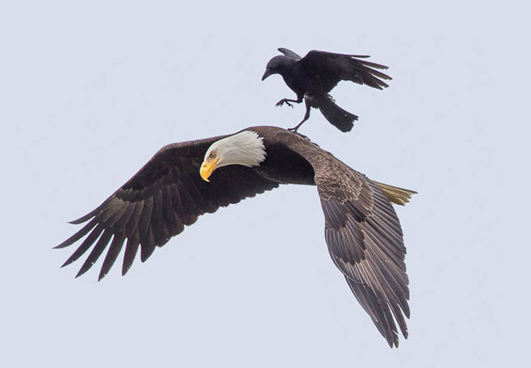 La imagen de este cuervo y un águila se ha hecho viral por una sorprendente razón