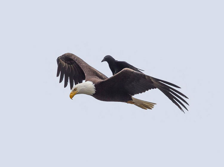 La imagen de este cuervo y un águila se ha hecho viral por una sorprendente razón