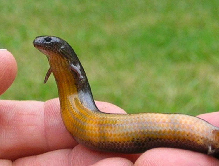 Esta serpiente tiene un par de minúsculos brazos. Pero eso no es lo más extraño de ella...