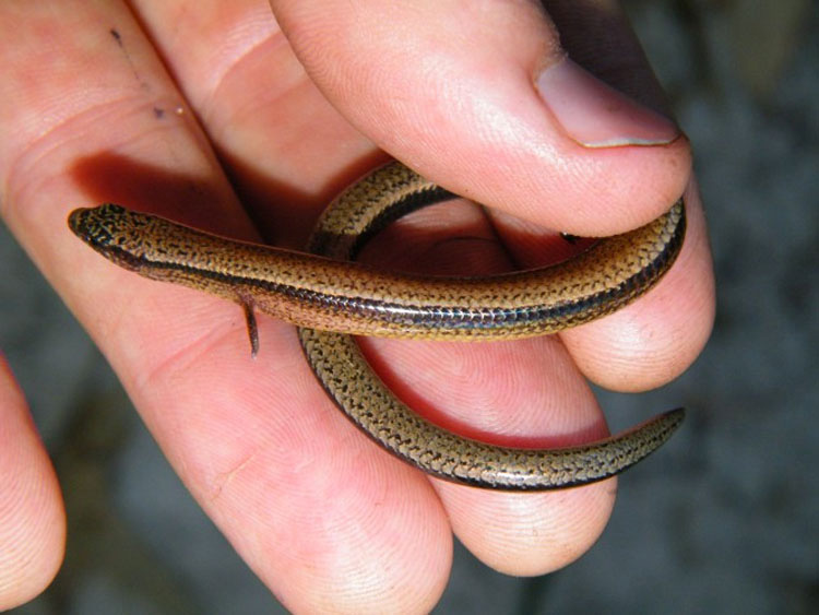 Esta serpiente tiene un par de minúsculos brazos. Pero eso no es lo más extraño de ella...