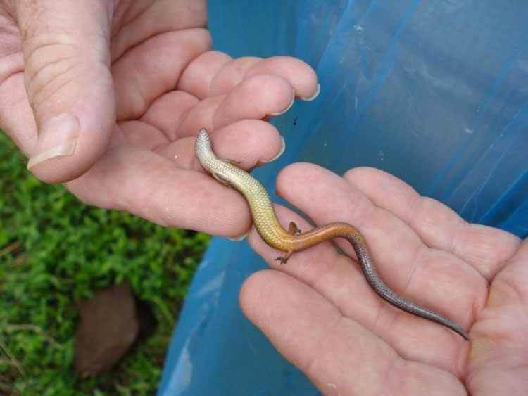 Esta serpiente tiene un par de minúsculos brazos. Pero eso no es lo más extraño de ella...