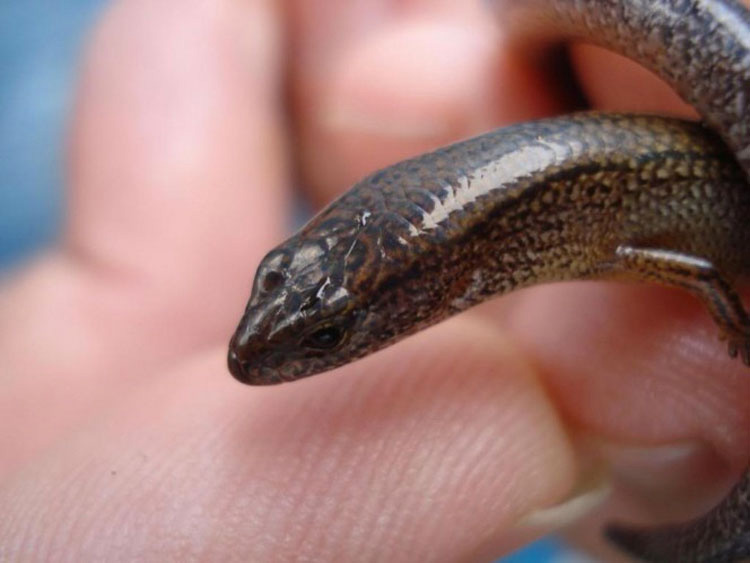 Esta serpiente tiene un par de minúsculos brazos. Pero eso no es lo más extraño de ella...