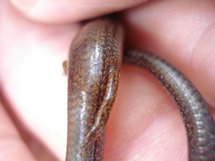 Esta serpiente tiene un par de minúsculos brazos. Pero eso no es lo más extraño de ella...