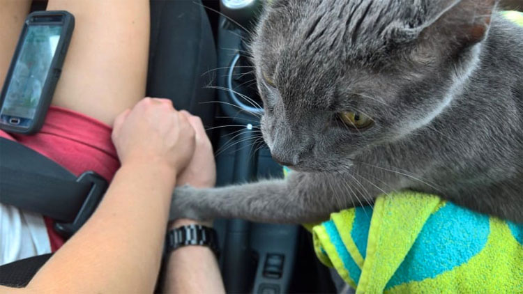 Este gato reconforta a sus dueños, con el corazón roto, en el viaje final al veterinario