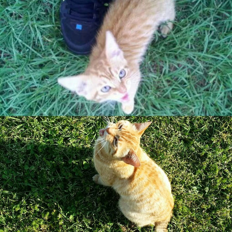 Este gato reconforta a sus dueños, con el corazón roto, en el viaje final al veterinario