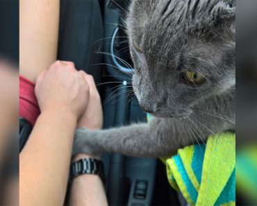 Este gato reconforta a sus dueños, con el corazón roto, en el viaje final al veterinario