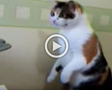 Este gato siente curiosidad por un extraño objeto... ¿Cómo acaba el encuentro? ¡Hilarante!
