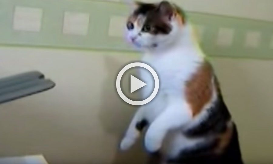Este gato siente curiosidad por un extraño objeto... ¿Cómo acaba el encuentro? ¡Hilarante!