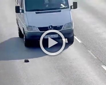 Un hombre ve un gatito en una carretera muy transitada, entonces frena en seco y sale fuera del coche