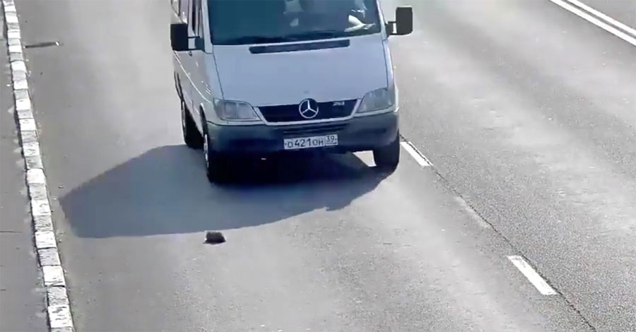 Un hombre ve un gatito en una carretera muy transitada, entonces frena en seco y sale fuera del coche