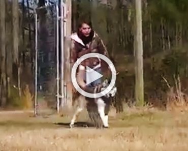 Este perro ha estado toda su vida encadenado. Mira lo que hace cuando corre libre por primera vez