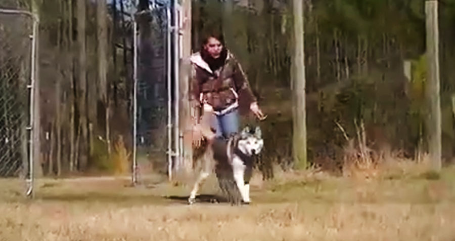 Este perro ha estado toda su vida encadenado. Mira lo que hace cuando corre libre por primera vez