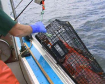 Este pescador capturó algo tan extraño, que tuvo que entregarlo a un acuario