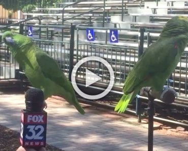 Acercan un micrófono a un par de loros y de repente comienzan su ESPECTÁCULO