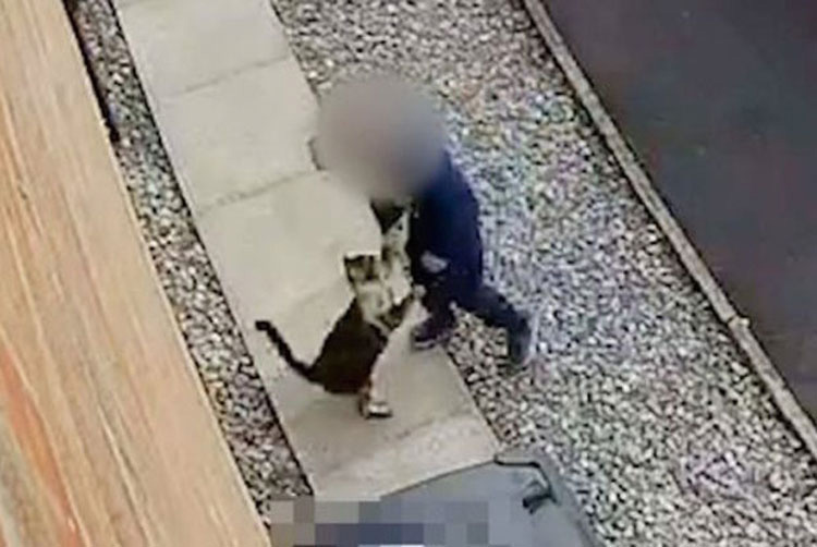 Cámaras de seguridad capturan a un niño de 5 años haciendo lo impensable a su gato