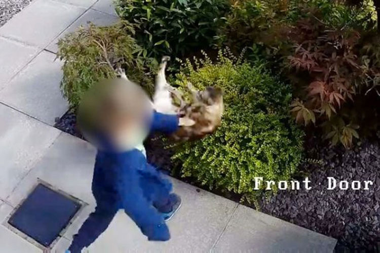 Cámaras de seguridad capturan a un niño de 5 años haciendo lo impensable a su gato