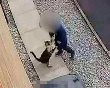 Cámara de seguridad captura a un niño de 5 años haciendo lo impensable a un gato 6 Cámaras de seguridad capturan a un niño de 5 años haciendo lo impensable a su gato