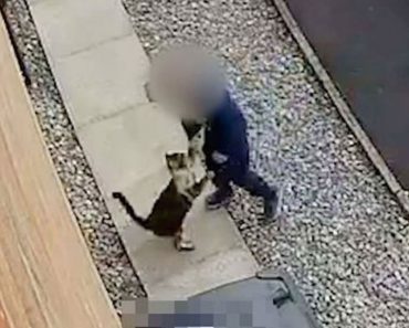 Cámaras de seguridad capturan a un niño de 5 años haciendo lo impensable a su gato