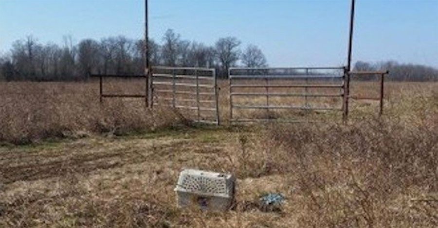 Este motorista hace un descubrimiento sorprendente en una caja tirada al lado de una carretera 19 Este motorista hace un descubrimiento sorprendente en una caja tirada al lado de una carretera