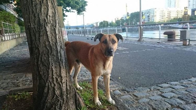 Una mujer se hace amiga de un perro sin hogar en la calle. Después él hace algo que nunca olvidará