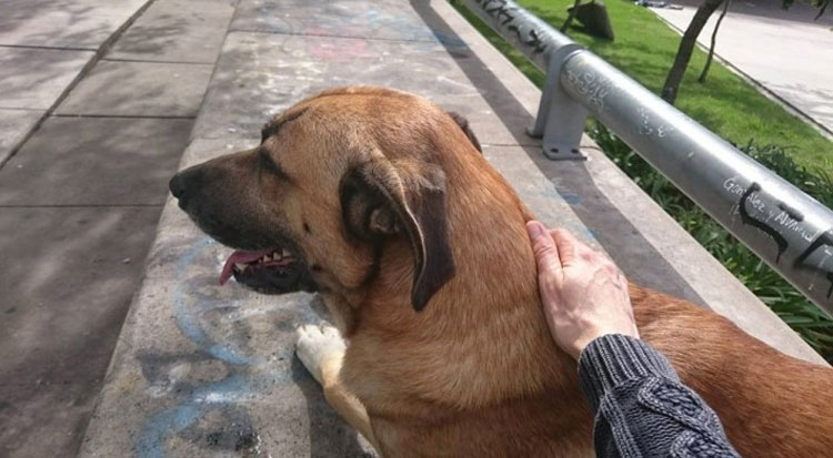 Una mujer se hace amiga de un perro sin hogar en la calle. Después él hace algo que nunca olvidará