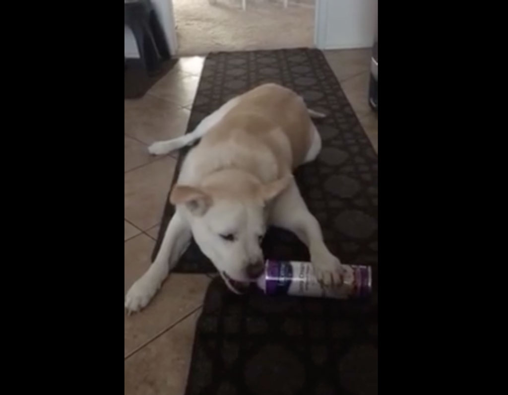 Escucha a su perro haciendo desorden en la cocina y lo sorprende haciendo esto con el bote de nata