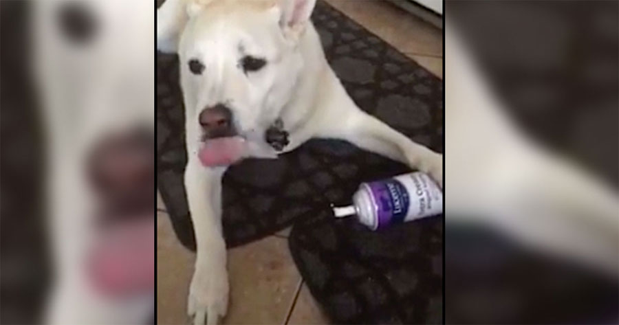 Escucha a su perro haciendo desorden en la cocina y lo sorprende haciendo esto con el bote de nata