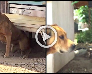 Su dueño se negó a desencadenar a su perro durante 10 años - hasta que un vecino decidió liberarlo