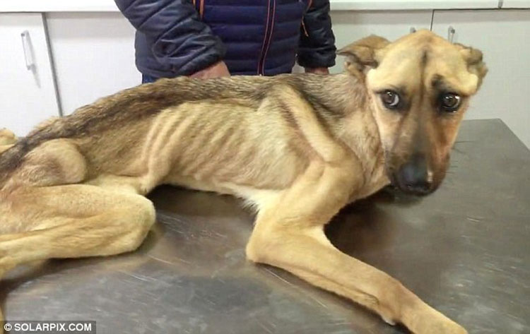 Un perrito muerto de hambre se derrumba mientras es rescatado, mira su transformación