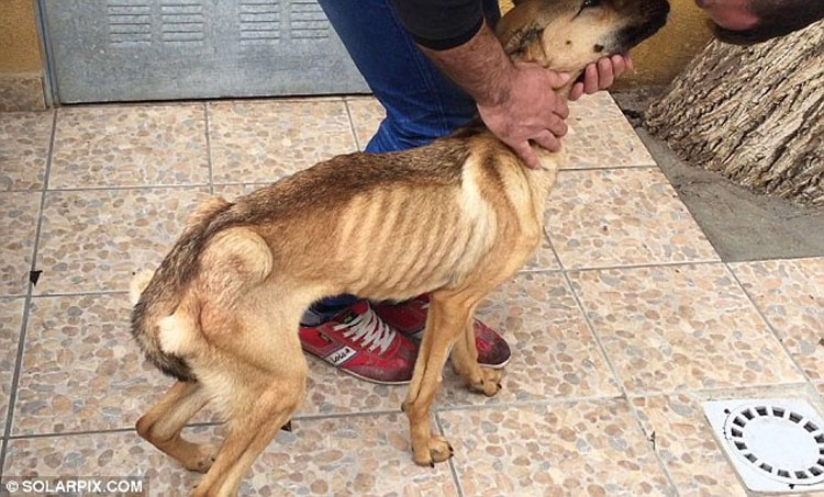 Un perrito muerto de hambre se derrumba mientras es rescatado, mira su transformación