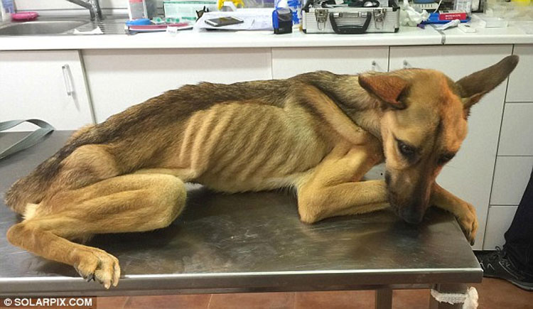 Un perrito muerto de hambre se derrumba mientras es rescatado, mira su transformación