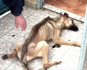 Un perrito muerto de hambre se derrumba mientras es rescatado, mira su transformación