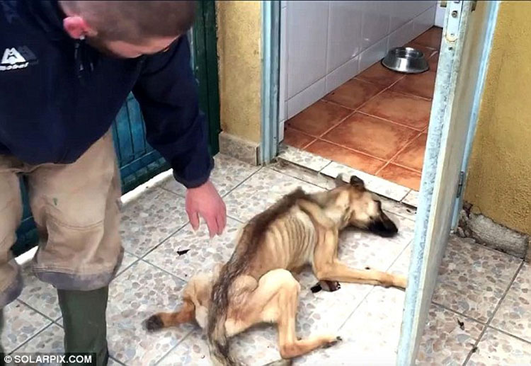 Un perrito muerto de hambre se derrumba mientras es rescatado, mira su transformación