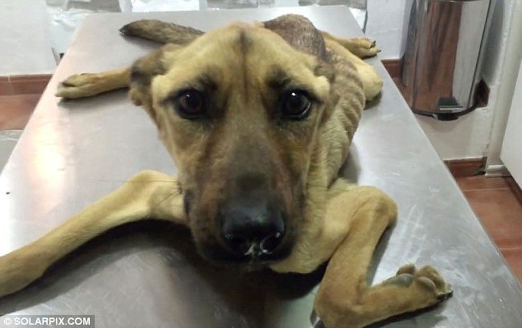 Un perrito muerto de hambre se derrumba mientras es rescatado, mira su transformación