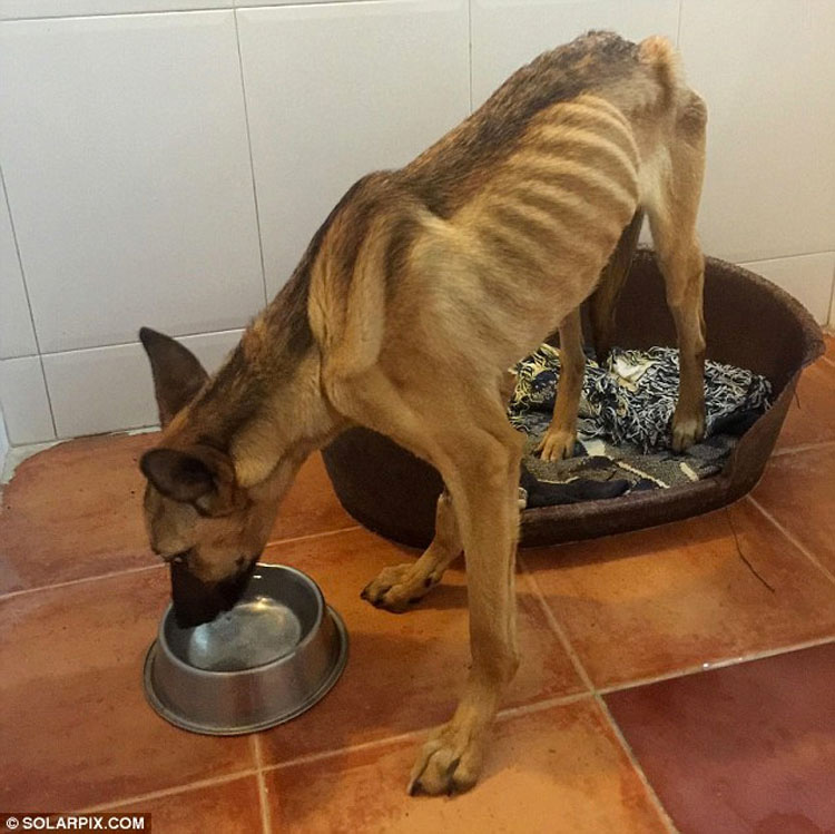 Un perrito muerto de hambre se derrumba mientras es rescatado, mira su transformación
