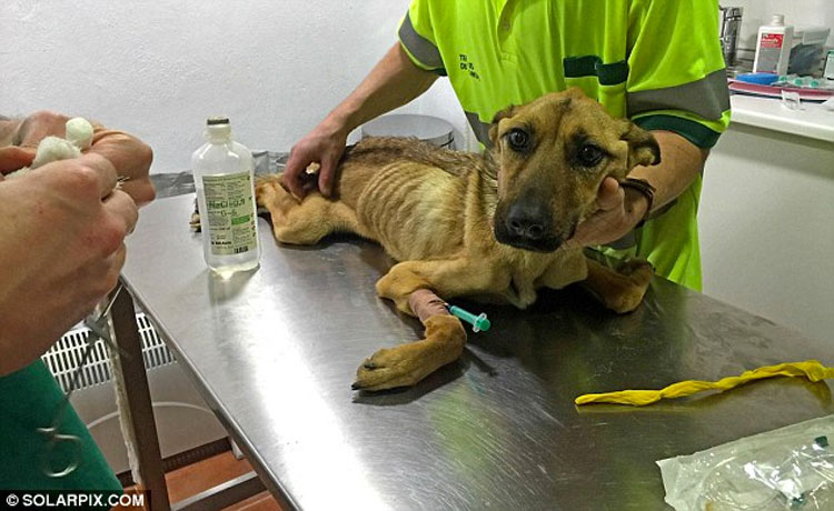 Un perrito muerto de hambre se derrumba mientras es rescatado, mira su transformación