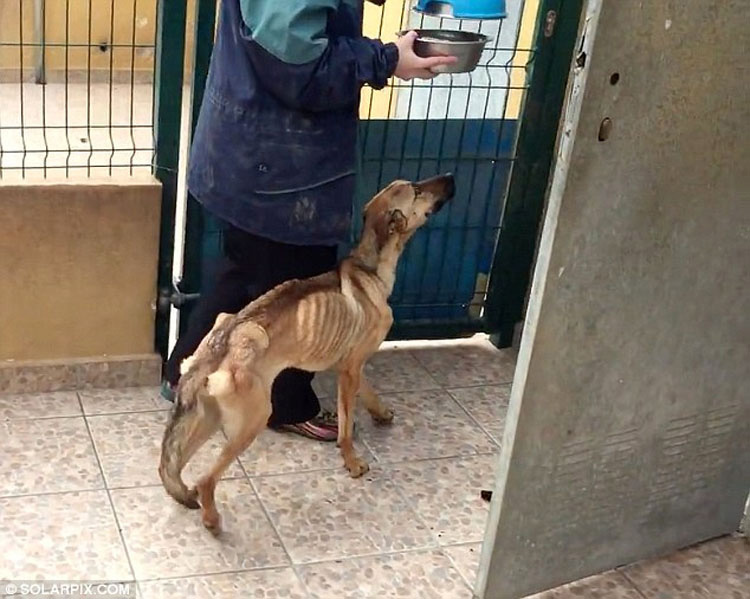 Un perrito muerto de hambre se derrumba mientras es rescatado, mira su transformación