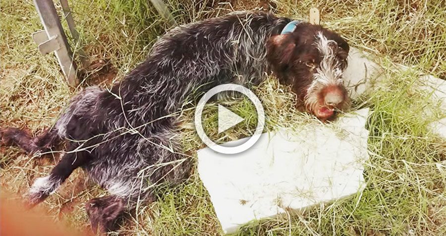 Este perro paralizado y maltratado da gracias a su rescatador con el gesto más emotivo
