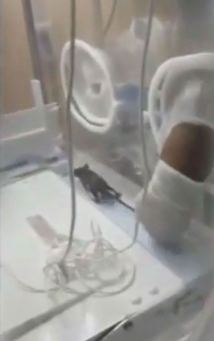 Filman a una rata en la incubadora de un bebé - entonces las cosas toman un giro aterrador