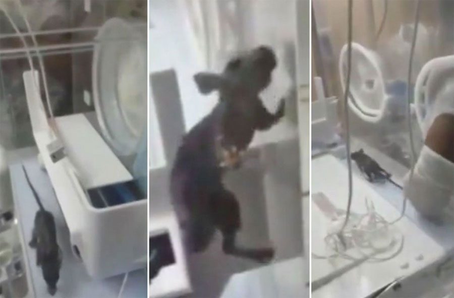 Filman a una rata en la incubadora de un bebé - entonces las cosas toman un giro aterrador 4 Filman a una rata en la incubadora de un bebé - entonces las cosas toman un giro aterrador